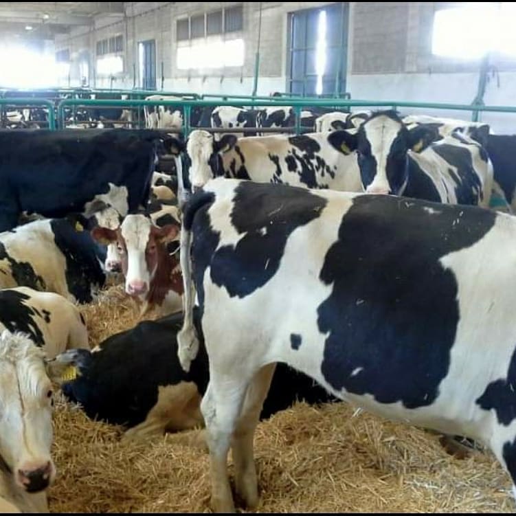 Holstein ,Milking cows, bred, replacement heifers and calves